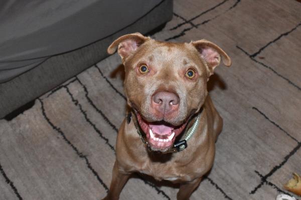 /Images/uploads/Homeward Bound Pet Rescue/HBPR_Photocontest/entries/12134thumb.jpg